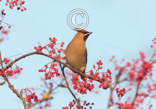 Waxwing DM1520
